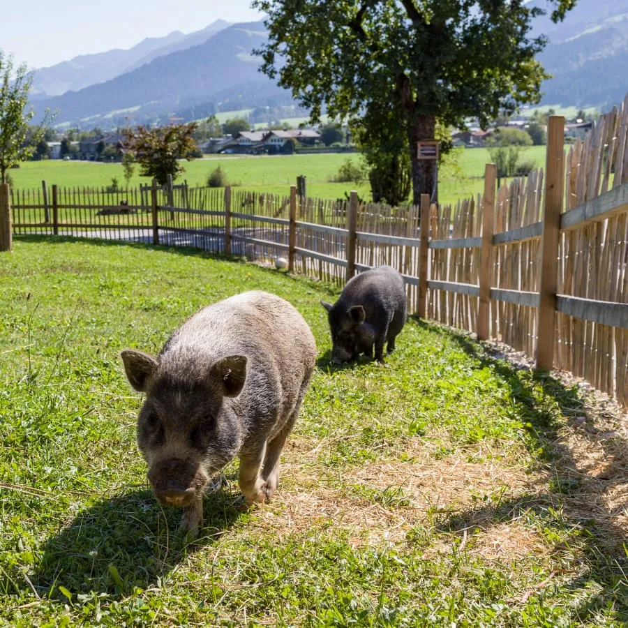 Narzenhof_Baernstetten_31_St_Johann_09_2020_Schweine